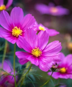 Pink Radiance Cosmos Seeds - 100 Count for Soft, Glowing Blooms - Image 1