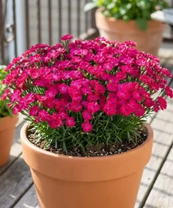 Pink Red Dianthus Live Plant – 3-5 Inch Tall in 4 Inch Pot, Fragrant Carnation Flowers - Image 2