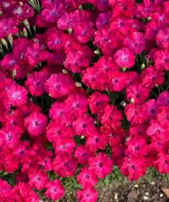Pink Red Dianthus Live Plant – 3-5 Inch Tall in 4 Inch Pot, Fragrant Carnation Flowers - Image 3