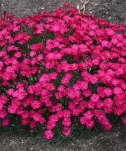 Pink Red Dianthus Live Plant – 3-5 Inch Tall in 4 Inch Pot, Fragrant Carnation Flowers - Image 4