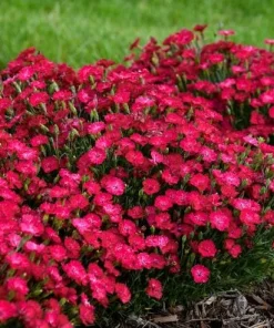 Pink Red Dianthus Live Plant – 3-5 Inch Tall in 4 Inch Pot, Fragrant Carnation Flowers - Image 5