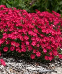 Pink Red Dianthus Live Plant – 3-5 Inch Tall in 4 Inch Pot, Fragrant Carnation Flowers - Image 6