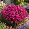 Pink Red Dianthus Live Plant – 3-5 Inch Tall in 4 Inch Pot, Fragrant Carnation Flowers - Image 1