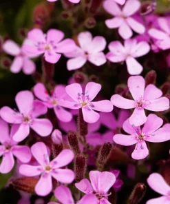 Pink Rock Soapwort Seeds - Saponaria Ocymoides Groundcover Flower, 500 Seeds - Image 2