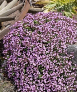 Pink Rock Soapwort Seeds - Saponaria Ocymoides Groundcover Flower, 500 Seeds - Image 3