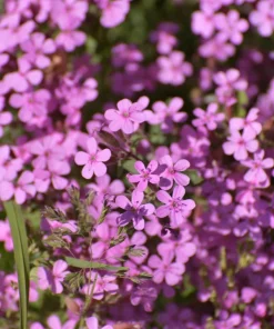 Pink Rock Soapwort Seeds - Saponaria Ocymoides Groundcover Flower, 500 Seeds - Image 4