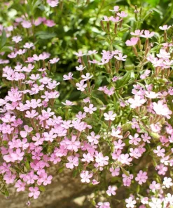 Pink Rock Soapwort Seeds - Saponaria Ocymoides Groundcover Flower, 500 Seeds - Image 5