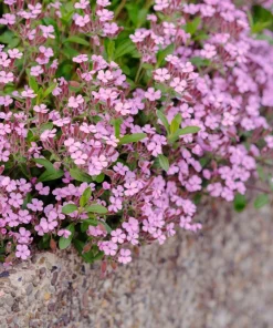 Pink Rock Soapwort Seeds - Saponaria Ocymoides Groundcover Flower, 500 Seeds - Image 6