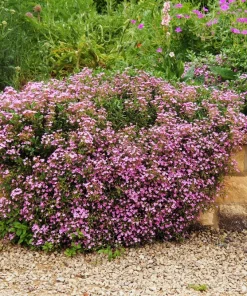 Pink Rock Soapwort Seeds - Saponaria Ocymoides Groundcover Flower, 500 Seeds - Image 7
