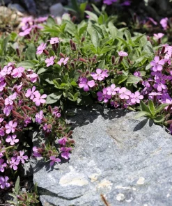 Pink Rock Soapwort Seeds - Saponaria Ocymoides Groundcover Flower, 500 Seeds - Image 8