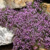 Pink Rock Soapwort Seeds - Saponaria Ocymoides Groundcover Flower, 500 Seeds - Image 1