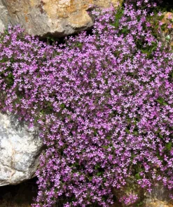 Pink Rock Soapwort Seeds - Saponaria Ocymoides Groundcover Flower, 500 Seeds - Image 1