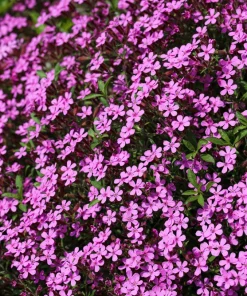 Pink Rock Soapwort Seeds - Saponaria Ocymoides Groundcover Flower, 500 Seeds - Image 9