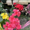 Pink Rose Begonia Live Plant – Potted Houseplant for Indoor Bloom - Image 1
