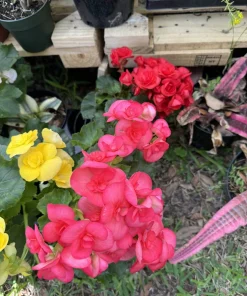 Pink Rose Begonia Live Plant – Potted Houseplant for Indoor Bloom - Image 1