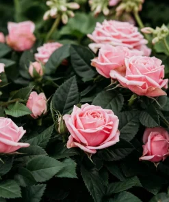 Pink Rose Bush Seeds - 5 Perennial Flower Seeds, Fragrant Blooms - Image 10
