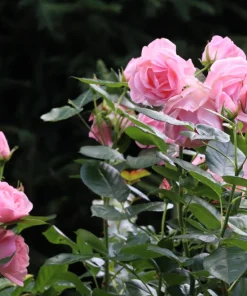 Pink Rose Bush Seeds - 5 Perennial Flower Seeds, Fragrant Blooms - Image 11