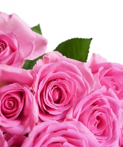 Pink Rose Bush Seeds - 5 Perennial Flower Seeds, Fragrant Blooms - Image 12