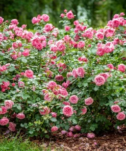 Pink Rose Bush Seeds - 5 Perennial Flower Seeds, Fragrant Blooms - Image 2