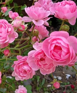 Pink Rose Bush Seeds - 5 Perennial Flower Seeds, Fragrant Blooms - Image 3