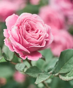 Pink Rose Bush Seeds - 5 Perennial Flower Seeds, Fragrant Blooms - Image 4