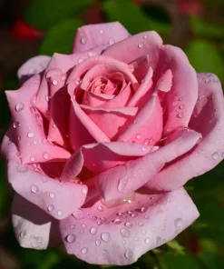 Pink Rose Bush Seeds - 5 Perennial Flower Seeds, Fragrant Blooms - Image 5