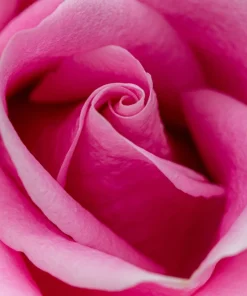 Pink Rose Bush Seeds - 5 Perennial Flower Seeds, Fragrant Blooms - Image 6