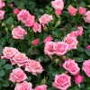 Pink Rose Bush Seeds - 5 Perennial Flower Seeds, Fragrant Blooms - Image 1