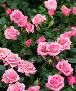 Pink Rose Bush Seeds - 5 Perennial Flower Seeds, Fragrant Blooms - Image 1