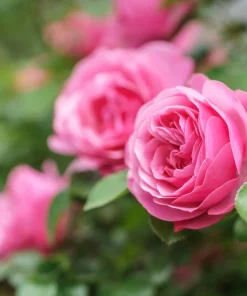 Pink Rose Bush Seeds - 5 Perennial Flower Seeds, Fragrant Blooms - Image 7