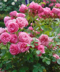 Pink Rose Bush Seeds - 5 Perennial Flower Seeds, Fragrant Blooms - Image 8