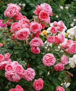 Pink Rose Bush Seeds - 5 Perennial Flower Seeds, Fragrant Blooms - Image 9