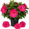 Pink Rose Hibiscus Live Plant - Tropical Flowering Garden Shrub - 4-6 Inch Tall - Image 1