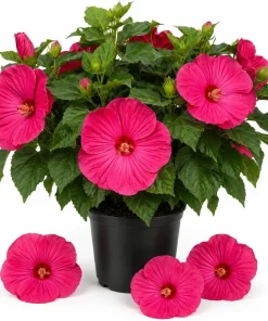 Pink Rose Hibiscus Live Plant - Tropical Flowering Garden Shrub - 4-6 Inch Tall - Image 1
