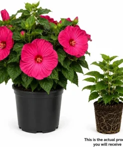 Pink Rose Hibiscus Live Plant - Tropical Flowering Garden Shrub - 4-6 Inch Tall - Image 2