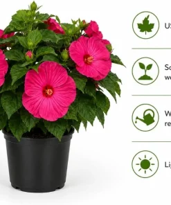 Pink Rose Hibiscus Live Plant - Tropical Flowering Garden Shrub - 4-6 Inch Tall - Image 4
