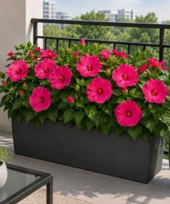 Pink Rose Hibiscus Live Plant - Tropical Flowering Garden Shrub - 4-6 Inch Tall - Image 6