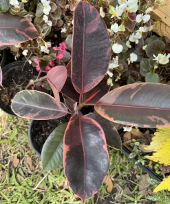 Pink Rubber Plant Live - Ficus elastica Houseplant, Vibrant Pink Foliage - Image 2