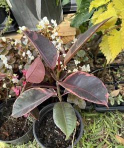 Pink Rubber Plant Live - Ficus elastica Houseplant, Vibrant Pink Foliage - Image 1