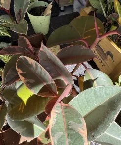 Pink Rubber Plant Live Plant – Potted Houseplant – Vibrant Indoor Decor - Image 2