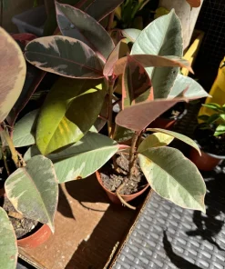 Pink Rubber Plant Live Plant – Potted Houseplant – Vibrant Indoor Decor - Image 1