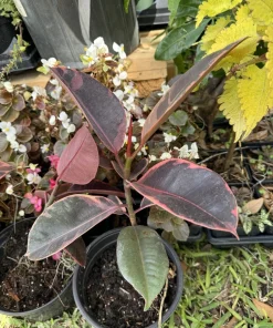 Pink Rubber Tree Live Plant - Ficus elastica 'Ruby' Variegated Houseplant - Image 1