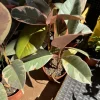 Pink Rubber Tree Live Plant - Ficus elastica 'Ruby' Variegated Houseplant, Potted - Image 1