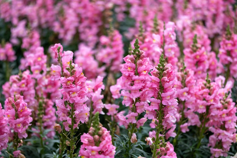 Pink Snapdragon Seeds - Antirrhinum Majus Flower Seeds - 2000 Count - Image 2