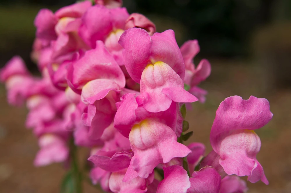Pink Snapdragon Seeds - Antirrhinum Majus Flower Seeds - 2000 Count - Image 3