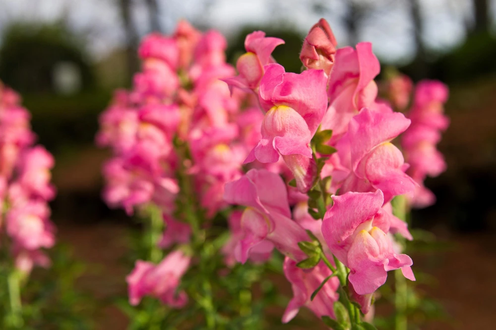 Pink Snapdragon Seeds - Antirrhinum Majus Flower Seeds - 2000 Count - Image 4