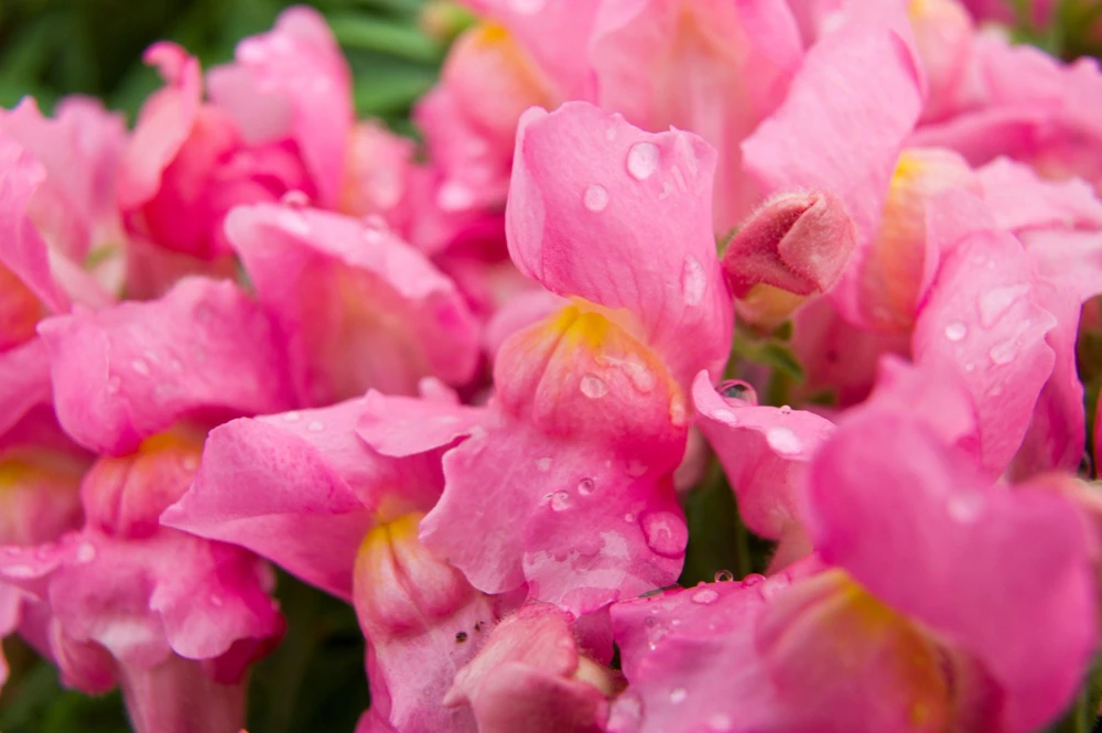 Pink Snapdragon Seeds - Antirrhinum Majus Flower Seeds - 2000 Count - Image 5