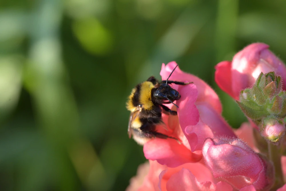 Pink Snapdragon Seeds - Antirrhinum Majus Flower Seeds - 2000 Count - Image 6
