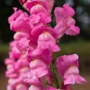 Pink Snapdragon Seeds - Antirrhinum Majus Flower Seeds - 2000 Count - Image 1