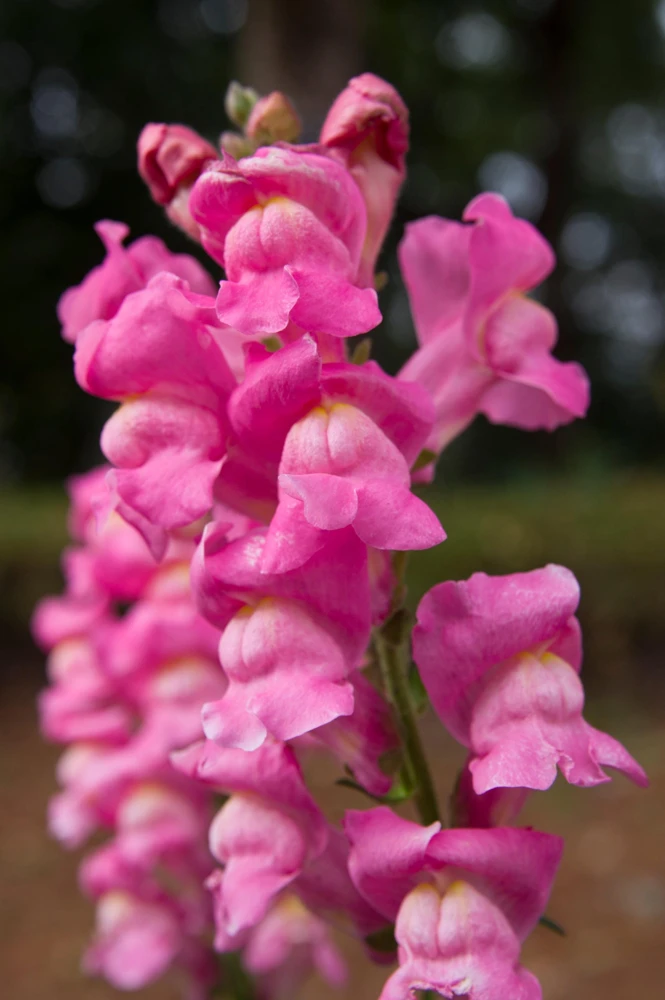 Pink Snapdragon Seeds - Antirrhinum Majus Flower Seeds - 2000 Count - Image 1